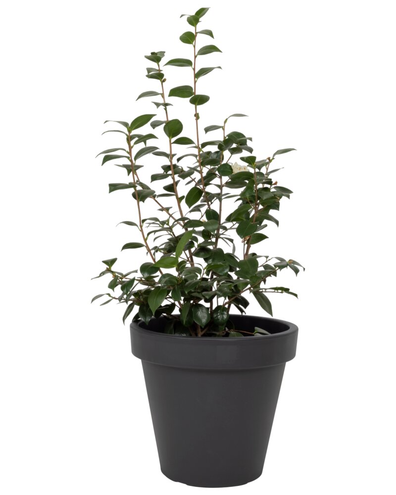 Plantekrukke antracitgrå Ø50 cm