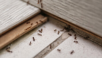 Myre på fliser