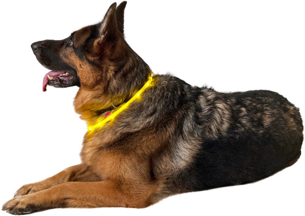 Halsband led för hund